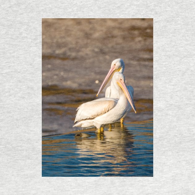 Pelican Togetherness by Debra Martz by Debra Martz